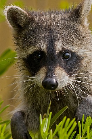 Waschbr Procyon lotor Raccoon